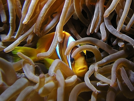 포토 JPG 해외이미지 식물 동물 야생동물 잎 자연 표면 어류 사람없음 물 반사 수중 광대 투명 스노클링 산호 잠수부 다이빙 암초 동물상 아네모네 해외202004 해외포토 자연요소 꽃 조형물 수영 수중동물 수상스포츠 자포동물 전문직 생태계 수중스포츠 파일형식 이미지허브