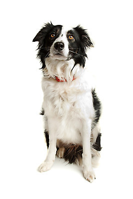 포토 JPG 해외이미지 동물 포유류 사람없음 반려동물 양치기 개 스마트 흰배경 보더콜리 유래 순종 해외202004 해외포토 직업 백그라운드 컨셉 흰색 왕 콜리 파일형식 이미지허브