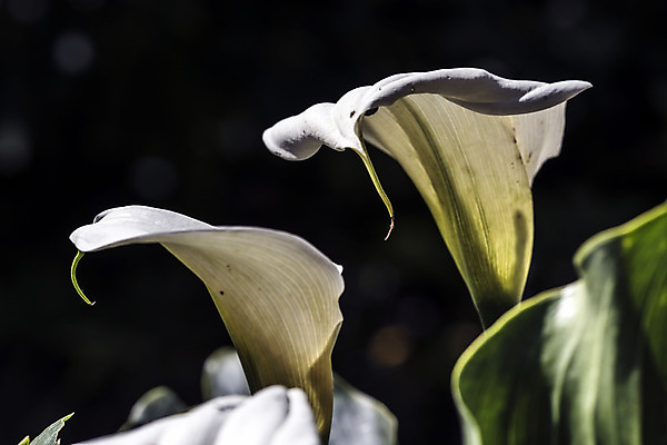 포토 JPG 해외이미지 식물 실루엣 꽃다발 잎 꽃무늬 자연 날씨 휴식 그림자 선물 사랑 사람없음 햇빛 노란색 새싹 정원 화목 힘 봄 활발 에너지 성장 흰색 시골 인사 달콤 향수 향기 냄새 꽃가루 부드러움 고립 돌봄 해외202004 해외포토 계절 꽃 감정 컬러 컨셉 무늬 모션 촬영기법 태양 화장품 예절 감각 맛 가루 생태계 파일형식 이미지허브