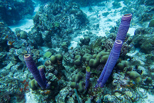 포토 JPG 해외이미지 동물 야생동물 바다 어류 사람없음 초록색 여름 보라색 수중 산호 다이빙 질감 암초 스펀지 해외202004 해외포토 계절 컬러 수영 수중동물 자포동물 수중스포츠 파일형식 이미지허브