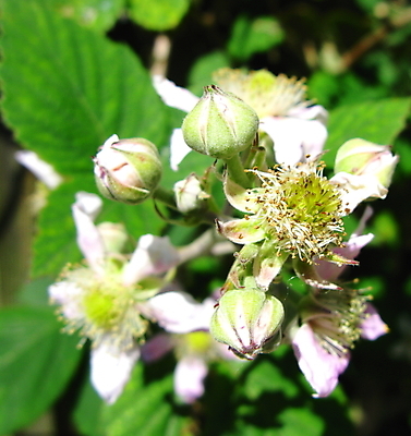 포토 JPG 해외이미지 꽃잎 꽃 음식 분홍색 잎 과일 자연 사람없음 정원 블랙베리 해외202004 해외포토 식물 컬러 생태계 파일형식 이미지허브