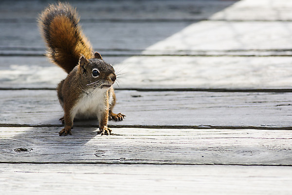 포토 JPG 해외이미지 동물 자연 사람없음 야외 가로 컬러풀 사진촬영 닫기 다람쥐 해외202004 해외포토 컬러 모션 촬영 설치류 생태계 파일형식 이미지허브