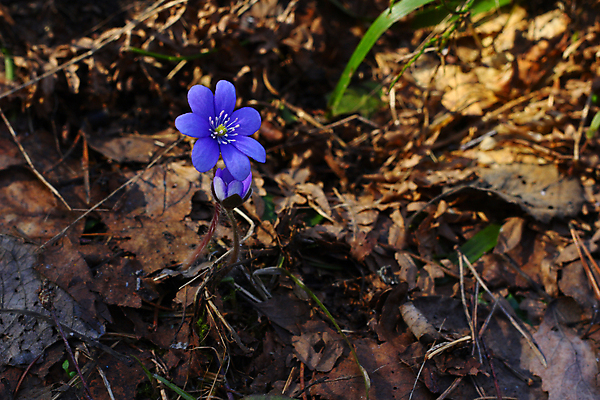 포토 JPG 해외이미지 식물 계절 꽃잎 꽃 줄기 백그라운드 꽃무늬 자연 사람없음 야외 초록색 파란색 보라색 봄 성장 벚꽃 흰색 개화 닫기 숲 작음 제비꽃 묘사 꽃가루 내추럴 고립 꽃수술 노루귀 아네모네 영원 헌병 해외202004 해외포토 컬러 무늬 모션 군인 크기 가루 생태계 파일형식 이미지허브