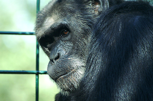 포토 JPG 해외이미지 나무 동물 응시 공원 남자 아시아 얼굴 야생동물 포유류 아프리카 자연 생물 털 동물원 종류 앉기 사람없음 갈색 머리 검은색 힘 원숭이 표현 아기 숲 작음 모피 멸종 유인원 고릴라 내추럴 침팬지 해외202004 해외포토 식물 시선 공공시설 나라 컬러 모션 사람 신체부위 크기 생태계 파일형식 이미지허브