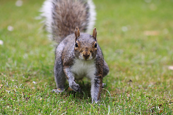 포토 JPG 해외이미지 동물 공원 음식 자연 사람없음 초록색 회색 견과류 가을 다람쥐 호두 내추럴 해외202004 해외포토 계절 공공시설 컬러 설치류 생태계 파일형식 이미지허브