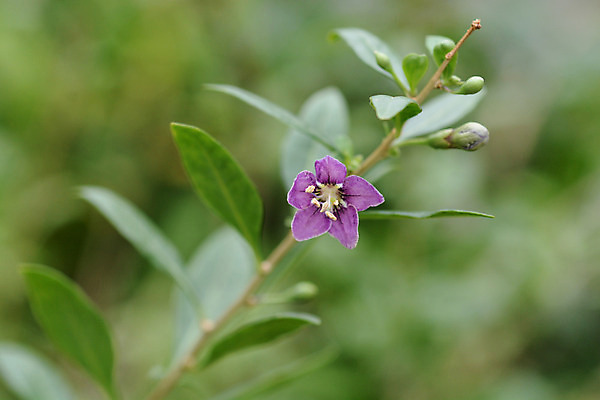 포토 JPG 해외이미지 식물 꽃 잎 자연 사람없음 야외 초록색 정원 보라색 봄 닫기 해외202004 해외포토 계절 컬러 모션 생태계 파일형식 이미지허브