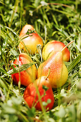 포토 JPG 해외이미지 식물 계절 공원 음식 잎 농업 다이어트 채소 과일 자연 건강 사람없음 야외 빨간색 초록색 여름 농장 노란색 정원 수확 성장 가을 시골 신선 과수원 다발 상쾌 유기농 원예 내추럴 바이오 밭일 숙성 채식주의자 해외202004 해외포토 웰빙 공공시설 감정 산업 컬러 취미 생태계 채식 파일형식 이미지허브