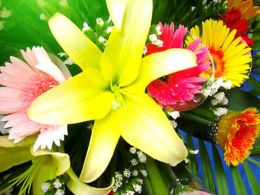 포토 JPG 해외이미지 식물 계절 꽃 분홍색 백그라운드 꽃무늬 일러스트 자연 수채화 사람없음 빨간색 여름 노란색 머리 정원 봄 벚꽃 흰색 신선 데이지 거베라 내추럴 고립 해외202004 해외포토 컬러 무늬 신체부위 생태계 파일형식 이미지허브