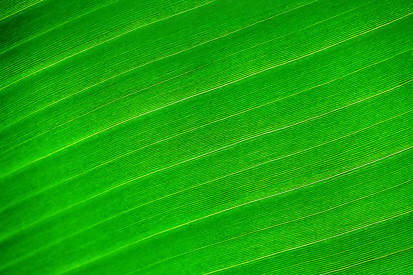 포토 JPG 해외이미지 나무 식물 계절 선 백그라운드 잎 패턴 농업 자연 표면 추상 건강 사람없음 가로 초록색 환경 정원 봄 활발 성장 신선 묘사 유기농 원예 질감 생물학 심플 정맥 대각선 내추럴 광합성 생태학 해외202004 해외포토 웰빙 교육 산업 컬러 컨셉 무늬 취미 생태계 혈관 파일형식 이미지허브