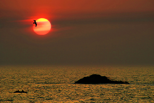 포토 JPG 해외이미지 동물 행복 아들 야생동물 바다 포유류 놀이 하늘 생물 미소 사람없음 초록색 물 파란색 반사 점프 수영 힘 기쁨 광선 게임 시간 떨어짐 돌고래 쇼 태평양 수영선수 대야 지능 해외202004 해외포토 자연요소 감정 컬러 컨셉 가족 모션 운동선수 표정 수중동물 수상스포츠 파일형식 이미지허브