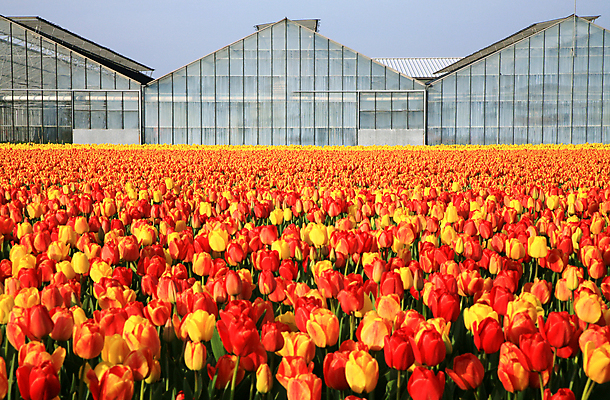 포토 JPG 해외이미지 식물 전통 계절 꽃잎 꽃 패턴 밭 농업 오렌지 자연 유리 하늘 사람없음 야외 건물 초록색 컬러풀 햇빛 농장 노란색 일출 정원 일몰 봄 활발 튤립 성장 벚꽃 시골 침대 신선 개화 변화 네덜란드 원예 온실 정중 줄서기 세련 해외202004 해외포토 건축물 유럽 산업 컬러 가구 컨셉 무늬 과일 모션 재질 취미 태양 노을 생태계 파일형식 이미지허브