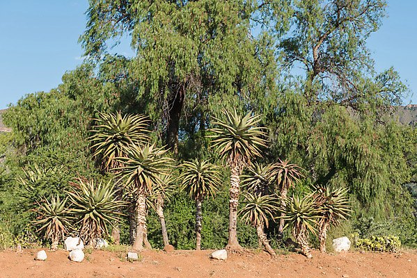 포토 JPG 해외이미지 아프리카 아침 거리풍경 풍경 사람없음 햇빛 맑음 가을 타운 남아프리카 알로에 해외202004 해외포토 주간 식물 계절 나라 날씨 거리 태양 도시 파일형식 이미지허브