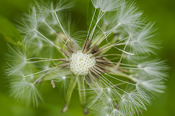 포토 JPG 해외이미지 식물 꽃 자연 씨앗 사람없음 봄 민들레 묘사 해외202004 해외포토 계절 생태계 파일형식 이미지허브