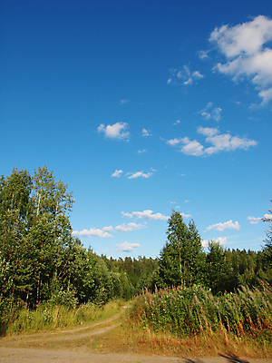 포토 JPG 해외이미지 나무 구름 계절 도로 야생동물 잎 하늘 날씨 풍경 사람없음 목재 초록색 파란색 태양 봄 벚꽃 소나무 러시아 자작나무 해외202004 해외포토 자연요소 식물 동물 꽃 유럽 길 컬러 재료 교통시설 파일형식 이미지허브
