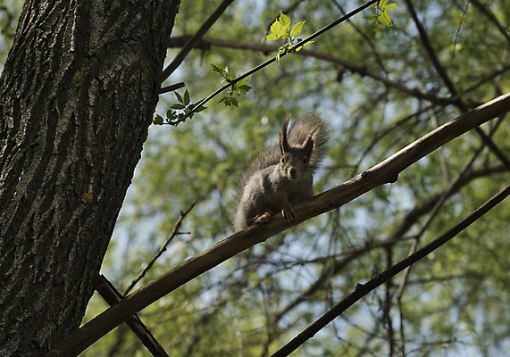 포토 JPG 해외이미지 나무 동물 공원 야생동물 포유류 털 사람없음 숲 모피 꼬리 솜털 생존 해외202004 해외포토 식물 공공시설 파일형식 이미지허브