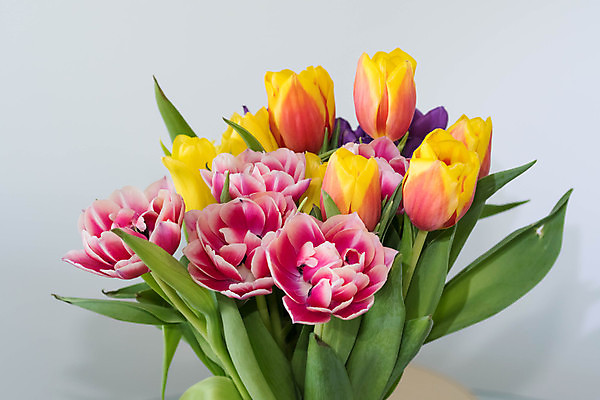 포토 JPG 해외이미지 식물 꽃 자연 선물 사람없음 정원 봄 튤립 다발 해외202004 해외포토 계절 생태계 파일형식 이미지허브