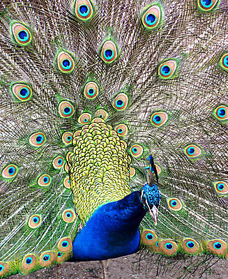 포토 JPG 해외이미지 패턴 자연 조류 동물원 사람없음 컬러풀 기차 공작 해외202004 해외포토 동물 육상교통 컬러 무늬 대중교통 생태계 파일형식 이미지허브