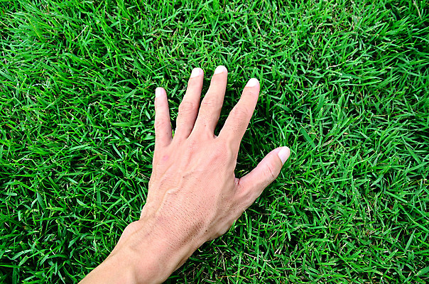 포토 JPG 해외이미지 식물 손 백그라운드 컨셉 잎 밭 손가락 휴식 사람 잔디 사람없음 초록색 우주 환경 터치 성장 신선 보호 땅 원예 지역 내추럴 넘어짐 돌봄 해외202004 해외포토 컬러 농업 모션 취미 신체부위 파일형식 이미지허브