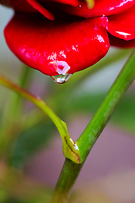 포토 JPG 해외이미지 식물 기념일 꽃잎 꽃 조각 결혼 꽃무늬 패턴 데이트 자연 벽지 휴가 키스 발렌타인데이 선물 사랑 사람없음 빨간색 초록색 물 장미 립스틱 벚꽃 축하 인사 신용카드 생일 닫기 떨어짐 오브젝트 싱글 원예 내추럴 고립 제안 파스텔톤 해외202004 해외포토 자연요소 감정 컬러 컨셉 무늬 모션 데이이벤트 이벤트 취미 금융 화장품 예절 애정표현 생태계 파일형식 이미지허브