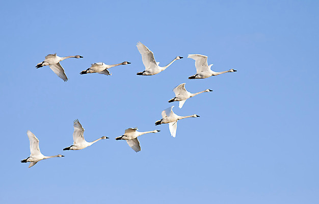 포토 JPG 해외이미지 동물 야생동물 이동 겨울 날개 자연 조류 하늘 사람없음 야외 파란색 흰색 행운 그룹 우아함 북극 백조 물새 철새 해외202004 해외포토 계절 컬러 컨셉 극지방 생태계 파일형식 이미지허브