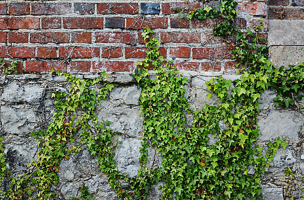 포토 JPG 해외이미지 식물 벽 백그라운드 잎 건축양식 자연 날씨 벽돌 주택 돌담 사람없음 빨간색 초록색 회색 거친 질감 아이비 해외202004 해외포토 건축 컬러 건물 담장 돌_바위 생태계 파일형식 이미지허브