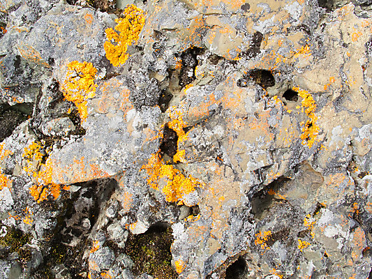 포토 JPG 해외이미지 식물 백그라운드 패턴 오렌지 자연 날씨 추상 이끼 사람없음 야외 빨간색 컬러풀 갈색 회색 성장 흰색 거친 닫기 묘사 질감 내추럴 곰팡이 해외202004 해외포토 컬러 무늬 과일 모션 생태계 파일형식 이미지허브