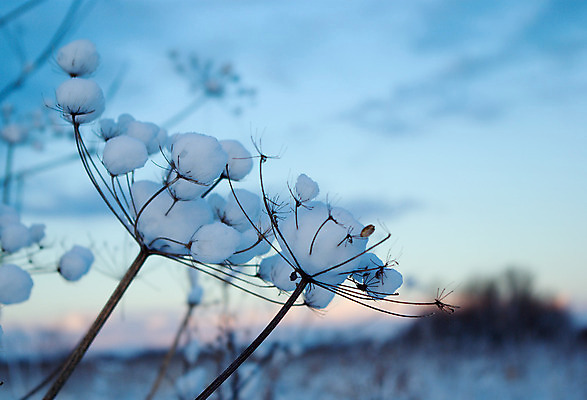 포토 JPG 해외이미지 나무 여행 백그라운드 겨울 자연 하늘 풍경 사람없음 야외 파란색 냉동 얼음 추위 흰색 눈송이 숲 서리 러시아 깊이 제설기 해외202004 해외포토 자연요소 식물 계절 유럽 컬러 눈_날씨 생태계 제설 파일형식 이미지허브
