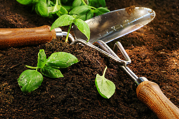 포토 JPG 해외이미지 식물 지구 음식 잎 채소 재료 자연 건강 사람없음 초록색 정원 샐러드 나뭇가지 공구 신선 양념 닫기 맛 허브 유기농 원예 날것 향기 향 바질 국산 내추럴 해외202004 해외포토 나무 웰빙 컬러 컨셉 모션 취미 도구 생태계 냄새 파일형식 이미지허브