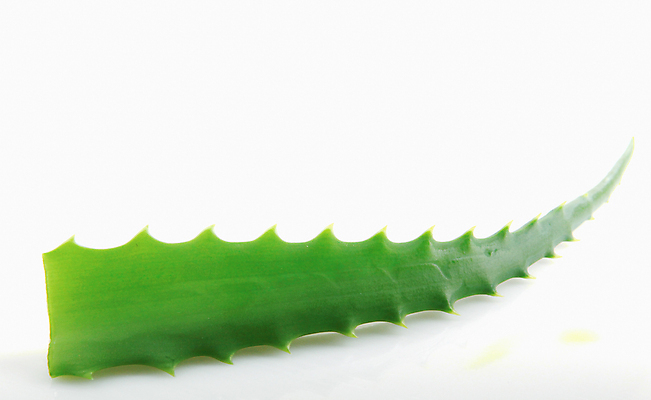 포토 JPG 해외이미지 식물 꽃 줄기 백그라운드 잎 자연 선인장 건강 사람없음 초록색 물 빛 약 우주 주스 화장품 활발 젖음 사막 성장 흰색 신선 가시 닫기 떨어짐 허브 피부 순수 묘사 피부관리 스파이크 고립 넘어짐 돌봄 알로에 억울 해외202004 해외포토 자연요소 감정 음료 컬러 컨셉 의학 모션 신체부위 뷰티 생태계 파일형식 이미지허브