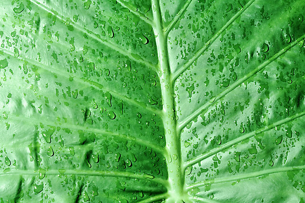 포토 JPG 해외이미지 식물 디자인 줄기 백그라운드 잎 자연 아침 추상 사람없음 초록색 물 여름 컬러풀 정원 봄 활발 거품 젖음 물방울 신선 액체 떨어짐 숲 이슬 빗방울 순수 묘사 에코 생태계 질감 정맥 내추럴 이국적 해외202004 해외포토 주간 자연요소 계절 컬러 컨셉 무늬 환경 비_날씨 혈관 파일형식 이미지허브