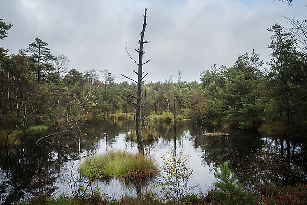 포토 JPG 해외이미지 나무 계절 공원 유럽 단풍 농업 자연 날씨 휴가 독일 풍경 사람없음 야외 목재 초록색 맑음 보라색 가을 시골 체험 황무지 습지 숲 오솔길 내추럴 보호구역 해외202004 해외포토 식물 공공시설 나라 산업 길 컬러 컨셉 잎 재료 생태계 구역 파일형식 이미지허브