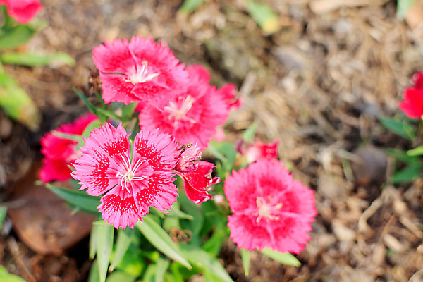 포토 JPG 해외이미지 식물 계절 공원 꽃잎 꽃 분홍색 백그라운드 잎 꽃무늬 밭 자연 아침 사람없음 야외 빨간색 초록색 여름 컬러풀 농장 정원 보라색 봄 흰색 시골 신선 그룹 닫기 오브젝트 데이지 향기 장면 영원 해외202004 해외포토 주간 공공시설 컬러 무늬 농업 모션 생태계 냄새 파일형식 이미지허브