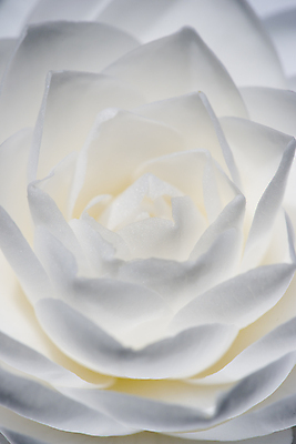 포토 JPG 해외이미지 나무 식물 계절 꽃잎 꽃 아시아 줄기 백그라운드 꽃무늬 자연 휴식 동양인 사람없음 초록색 정원 봄 벚꽃 흰색 신선 개화 닫기 순수 묘사 명상 원예 해외202004 해외포토 나라 컬러 컨셉 무늬 모션 인종 취미 생태계 파일형식 이미지허브