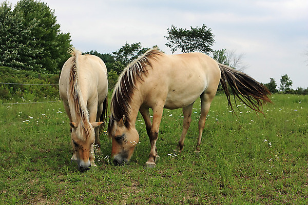 포토 JPG 해외이미지 동물 야생동물 스포츠 2 밭 포유류 자연 엄마 노르웨이 사람없음 야외 농장 갈색 가축 경쟁 자녀 시골 아기 승마 카우보이 승차 갈기 조랑말 내추럴 망아지 기르기 방목장 해외202004 해외포토 유럽 새끼 컬러 컨셉 농업 가족 모션 사람 말_동물 생태계 돌봄 파일형식 이미지허브