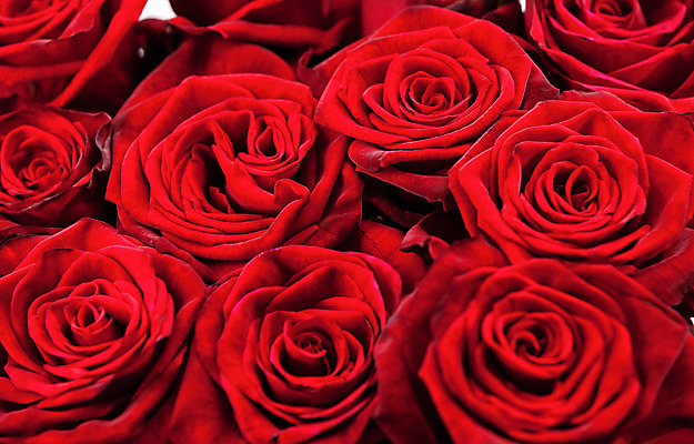 포토 JPG 해외이미지 식물 디자인 꽃잎 꽃 꽃다발 결혼 백그라운드 컨셉 꽃무늬 패턴 자연 벽지 발렌타인데이 선물 사랑 사람없음 가로 빨간색 컬러풀 장미 정원 놀람 벚꽃 흰색 축하 신선 생일 닫기 다발 질감 기회 열정 제비 스타일 많음 해외202004 해외포토 기념일 감정 컬러 무늬 모션 데이이벤트 조류 표정 이벤트 생태계 파일형식 이미지허브