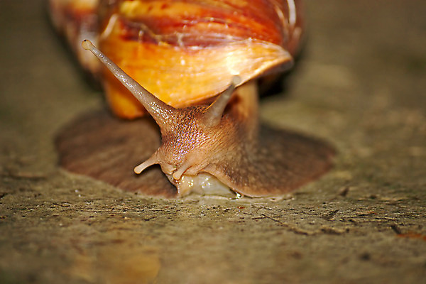 포토 JPG 해외이미지 동물 야생동물 자연 조개 사람없음 껍질 큼 달팽이 땅바닥 해외202004 해외포토 어패류 바닥 연체동물 크기 생태계 파일형식 이미지허브