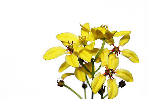 포토 JPG 해외이미지 계절 꽃 사람없음 노란색 일본 봄 벚꽃 시골 신선 흰배경 내추럴 해외202004 해외포토 식물 아시아 컬러 백그라운드 흰색 파일형식 이미지허브