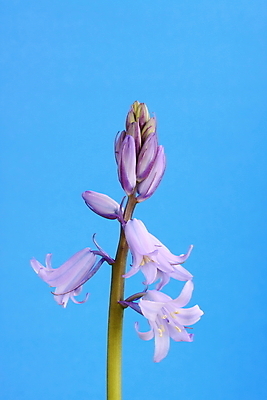 포토 JPG 해외이미지 식물 꽃잎 꽃 줄기 전구 자연 사람없음 정원 꽃가루 블루벨 삼림지대 해외202004 해외포토 숲 가루 생태계 파일형식 이미지허브