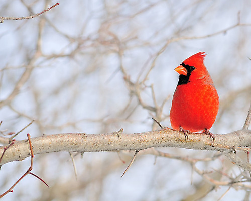 포토 JPG 해외이미지 남자 야생동물 자연 조류 사람없음 야외 빨간색 숲 해외202004 해외포토 동물 컬러 사람 생태계 파일형식 이미지허브