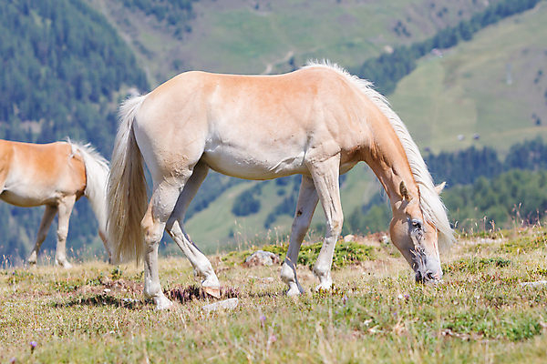 포토 JPG 해외이미지 동물 구름 백그라운드 포유류 자연 하늘 휴가 풍경 사람없음 여름 금발 오스트리아 알프스 갈기 조랑말 기르기 절정 해외202004 해외포토 자연요소 헤어스타일 계절 유럽 말_동물 생태계 돌봄 파일형식 이미지허브