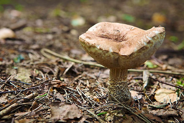 포토 JPG 해외이미지 식물 자연 사람없음 초록색 여름 환경 버섯 가을 숲 곰팡이 생태학 식용 해외202004 해외포토 계절 교육 컬러 생태계 파일형식 이미지허브