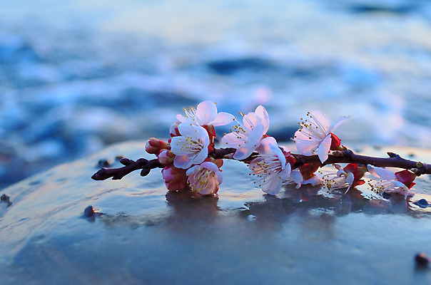 포토 JPG 해외이미지 나무 식물 계절 공원 꽃 바다 분홍색 백그라운드 꽃무늬 자연 하늘 새해 이벤트 사람없음 물 파란색 정원 일본 맑음 축제 봄 벚꽃 흰색 나뭇가지 신선 시간 개화 체리 4월 내추럴 고립 수평선 해외202004 해외포토 자연요소 공공시설 아시아 컬러 무늬 과일 날씨 날짜 생태계 파일형식 이미지허브