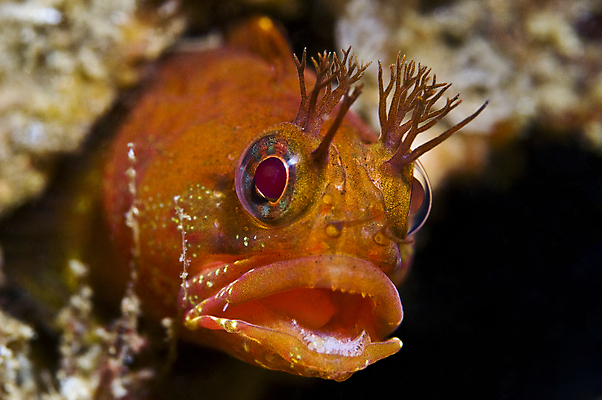 포토 JPG 해외이미지 동물 얼굴 바다 생물 어류 사람없음 물 파란색 머리 바닷속 수중 구멍 치아 눈동자 속눈썹 묘사 다이빙 캘리포니아 지느러미 태평양 암초 앞머리 못생김 해외202004 해외포토 자연요소 헤어스타일 컬러 신체부위 수영 미국 수중동물 눈_신체부위 소화기관 눈썹 수중스포츠 파일형식 이미지허브