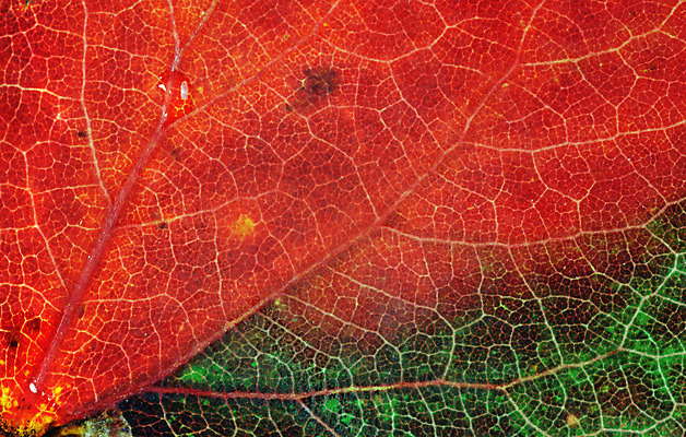 포토 JPG 해외이미지 나무 식물 디자인 계절 선 백그라운드 잎 패턴 농업 자연 표면 추상 사람없음 가로 빨간색 환경 활발 성장 가을 신선 투명 묘사 유기농 원예 질감 심플 정맥 대각선 내추럴 광합성 생태학 해외202004 해외포토 웰빙 교육 산업 컬러 컨셉 무늬 취미 생태계 혈관 파일형식 이미지허브