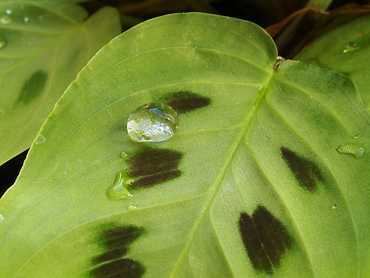포토 JPG 해외이미지 나무 식물 잎 채소 자연 유리 이벤트 사람없음 초록색 물 빛 약 활발 추위 물방울 액체 떨어짐 작음 갈증 기회 스플래쉬 해외202004 해외포토 자연요소 컬러 컨셉 의학 재질 크기 생태계 파일형식 이미지허브