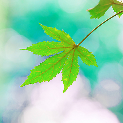 포토 JPG 해외이미지 디자인 계절 단풍 잎 캐나다 아이디어 사람없음 가로 빨간색 가을 닫기 싱글 흰배경 고립 해외202004 해외포토 식물 컬러 백그라운드 컨셉 북아메리카 모션 흰색 파일형식 이미지허브