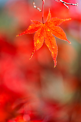 포토 JPG 해외이미지 나무 식물 계절 공원 백그라운드 컨셉 단풍 잎 패턴 오렌지 자연 벽지 추상 프레임 건조 풍경 사람없음 장식 빨간색 빛 컬러풀 태양 노란색 환경 일본 맑음 활발 덮개 가을 황금 숲 유기농 질감 보케 내추럴 블러 해외202004 해외포토 자연요소 웰빙 공공시설 아시아 컬러 무늬 과일 날씨 뚜껑 생태계 파일형식 이미지허브