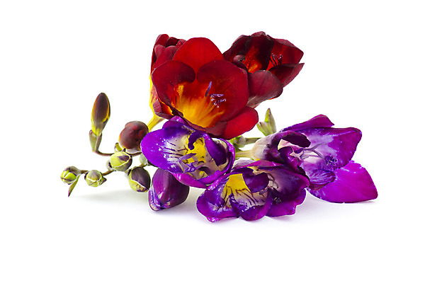 포토 JPG 해외이미지 식물 계절 꽃잎 꽃 줄기 백그라운드 꽃무늬 전구 자연 기념 발렌타인데이 사랑 사람없음 장식 빨간색 컬러풀 정원 보라색 봄 벚꽃 흰색 인사 신선 꽃집 제비꽃 묘사 향기 내추럴 고립 카피스페이스 해외202004 해외포토 감정 컬러 무늬 데이이벤트 상점 공백 예절 생태계 냄새 파일형식 이미지허브