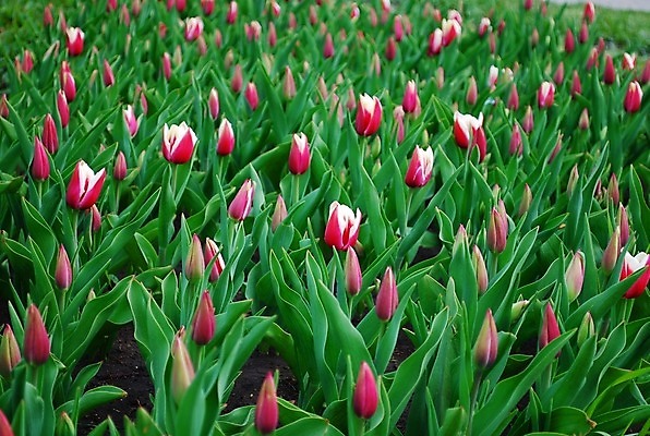 포토 JPG 해외이미지 식물 계절 꽃잎 꽃 줄기 분홍색 잎 꽃무늬 밭 자연 잔디 사람없음 야외 초록색 여름 정원 봄 활발 튤립 벚꽃 개화 그룹 원예 해외202004 해외포토 컬러 컨셉 무늬 농업 취미 생태계 파일형식 이미지허브