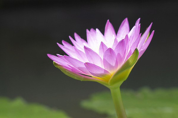 포토 JPG 해외이미지 식물 꽃 호수 꽃무늬 연꽃 사람없음 정원 보라색 벚꽃 연못 해외202004 해외포토 컬러 무늬 파일형식 이미지허브